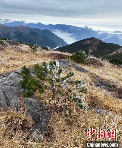 一夜入冬 武夷山国家公园现雾凇绝美冬景